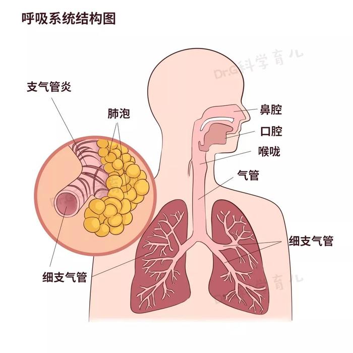 支气管炎频发？宝宝出现这些症状家长要警惕！