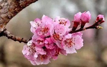 德州“花痴”模式马上开启,周边赏花攻略在此……所有的春天都在这里！