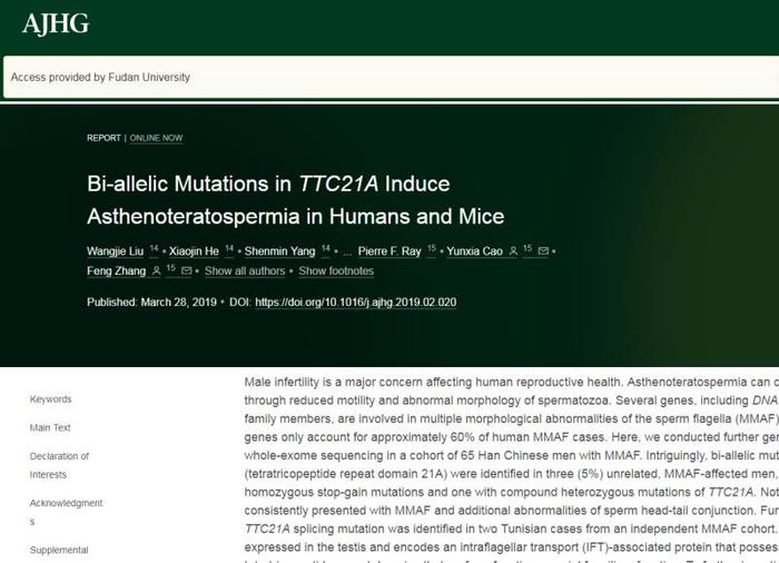 精子头尾连接异常、尾巴畸形，专家发现弱畸精子症新致病基因