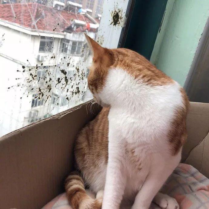 网友家的猫不知怎么和窗外的鸟结了仇，现在鸟只要看猫就...