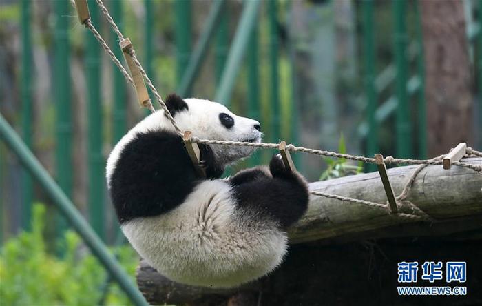 2019大熊猫最新数据发布：全球圈养大熊猫数量达600只