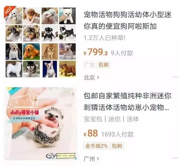 电商平台上售卖活体动物的店铺。