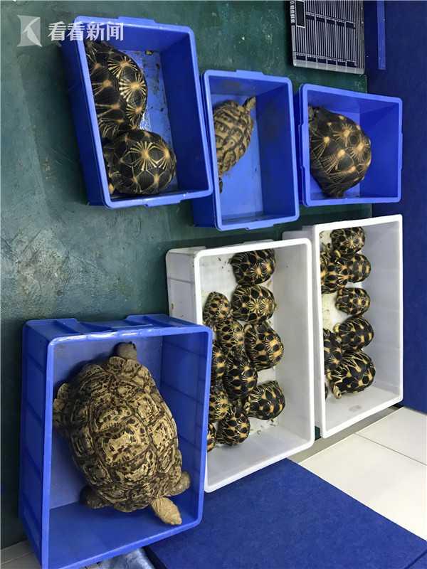 网上出售辐射陆龟 上海警方侦破非法买卖珍贵濒危野生动物案