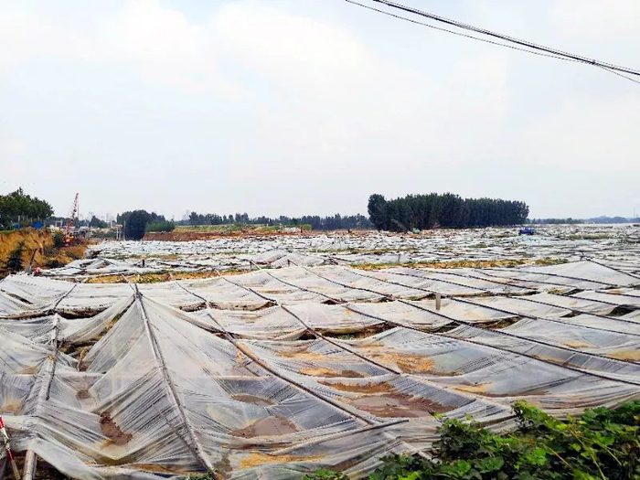 县委大院省农业厅厅长级别解析 郭厅长出场集数揭秘