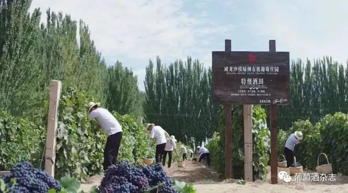 WINE简报 | 威龙董事长深陷股权冻结危机；富邑CEO因家庭原因明年退休；香奈儿买入第五家酒庄