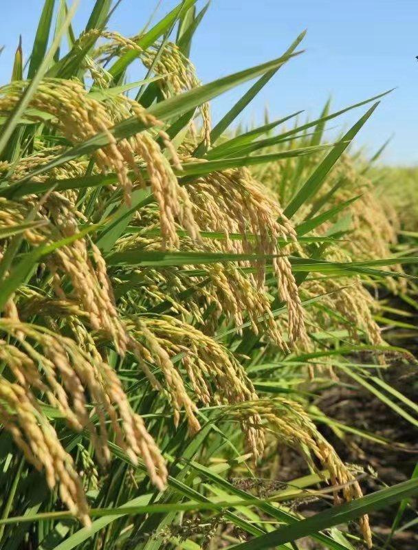 中科院水稻新品种选育成功 获大面积示范应用