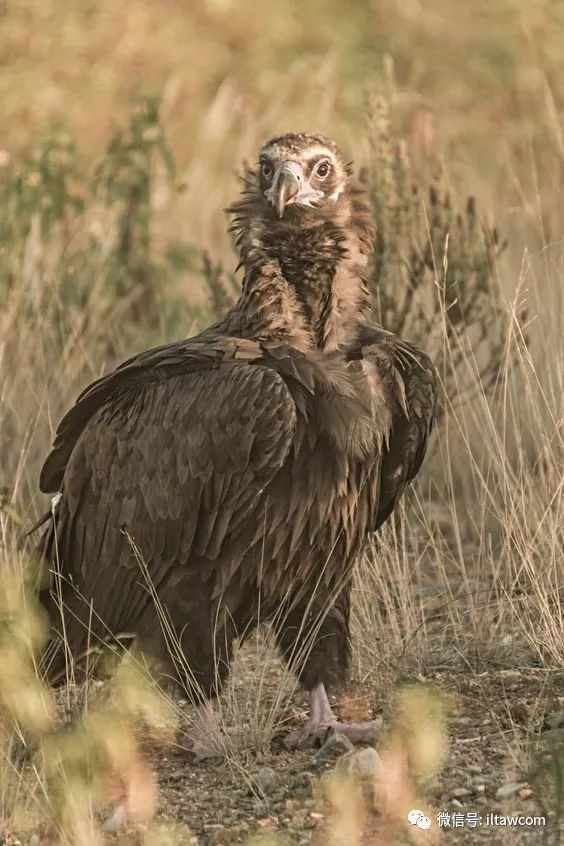 鬣狗不捕食秃鹫原因 食腐动物生存策略揭秘