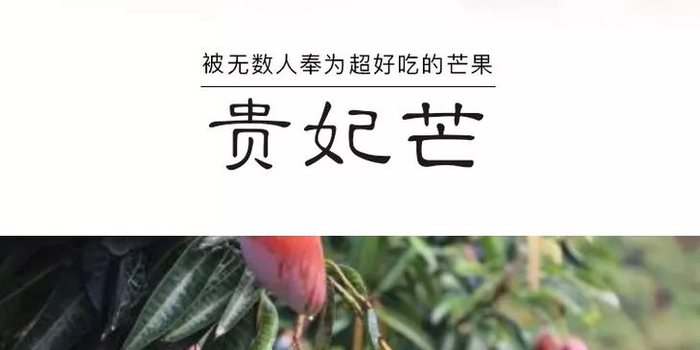 第二件半价!时令水果,产地直销 海南贵妃芒,肉