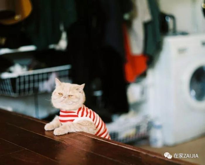 她的40㎡法租界小阁楼，浓缩了国内中古家具店之精华