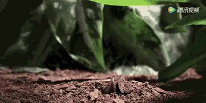 屎是黑绿色 w700h350z1l10t1088d.jpg