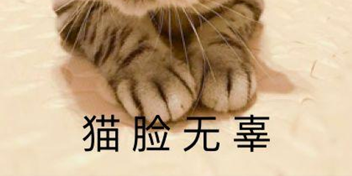 blh猫是什么猫,bsh是什么猫