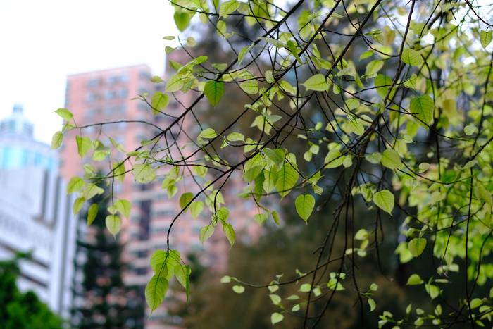 与春共生菩提树