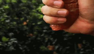 柚子中的“爱马仕”，一口爆汁！