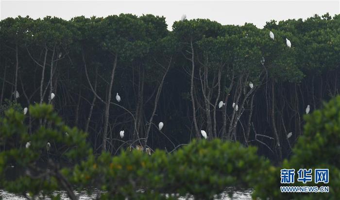 东寨港国家级自然保护区红树林面积扩大至1771公顷