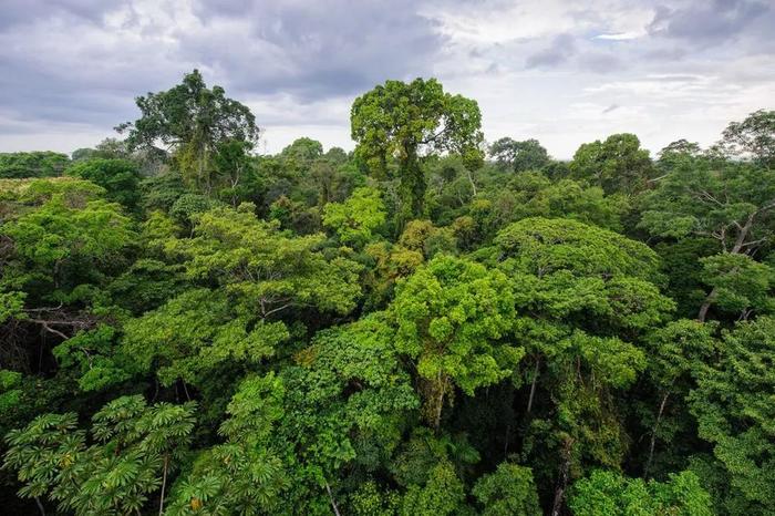 【经济学人精读】亚马孙雨林的未来：巴西有能力拯救地球上最大的雨林，或者摧毁它