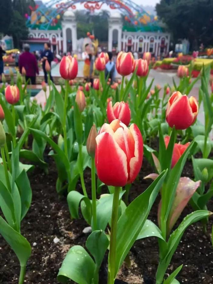 潮爆！今年广州花市即将开锣！灯光秀、“水上花园”...等你来！