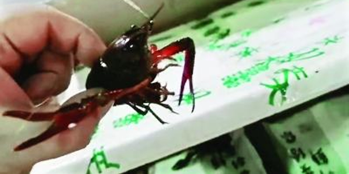 湖北产小龙虾飞迪拜镀金每公斤售价735元