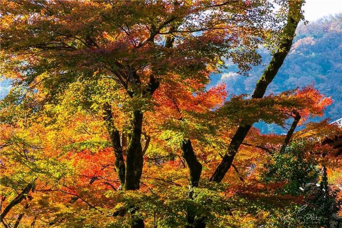 五入京都，探寻日式庭院的细节之美