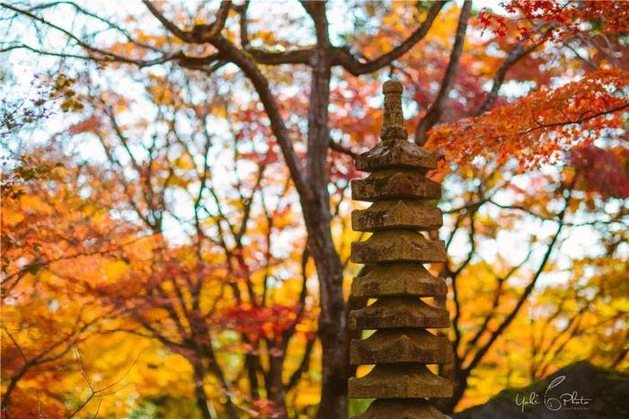 五入京都，探寻日式庭院的细节之美