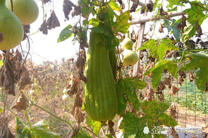 农村有种植物，嫩果是蔬菜，果瓤是中药材，还是免费“洗碗器”