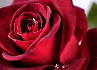 玫瑰花酿在我国的历史非常悠久  玫瑰花酿怎么吃呢