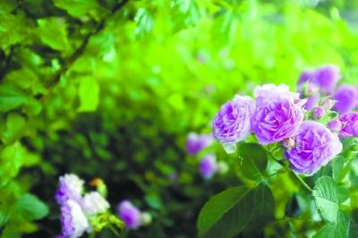 蔷薇花 郭林丽摄