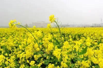 德州“花痴”模式马上开启,周边赏花攻略在此……所有的春天都在这里！