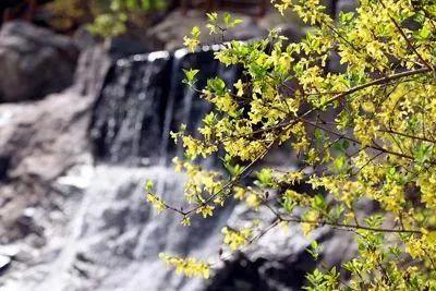 德州“花痴”模式马上开启,周边赏花攻略在此……所有的春天都在这里！