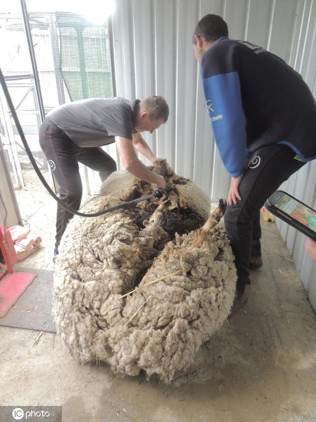 全球毛最重的羊去世：曾一次性剃下40公斤毛破世界纪录