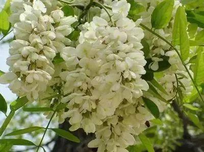 德州“花痴”模式马上开启,周边赏花攻略在此……所有的春天都在这里！
