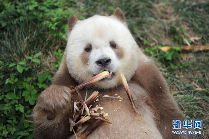 全球唯一圈养棕色大熊猫“七仔”被熊猫国际终身认养