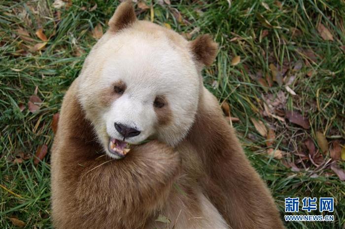全球唯一圈养棕色大熊猫“七仔”被熊猫国际终身认养