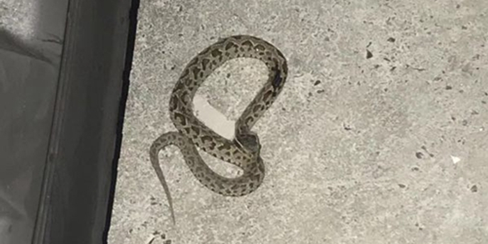 可以爬墙的蛇视频 w700h350z1l10t10103.jpg