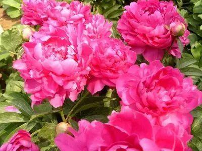 德州“花痴”模式马上开启,周边赏花攻略在此……所有的春天都在这里！