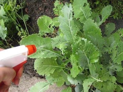 用生物肥皂清除植物上的害虫，用肥皂水也行，对儿童和宠物无害