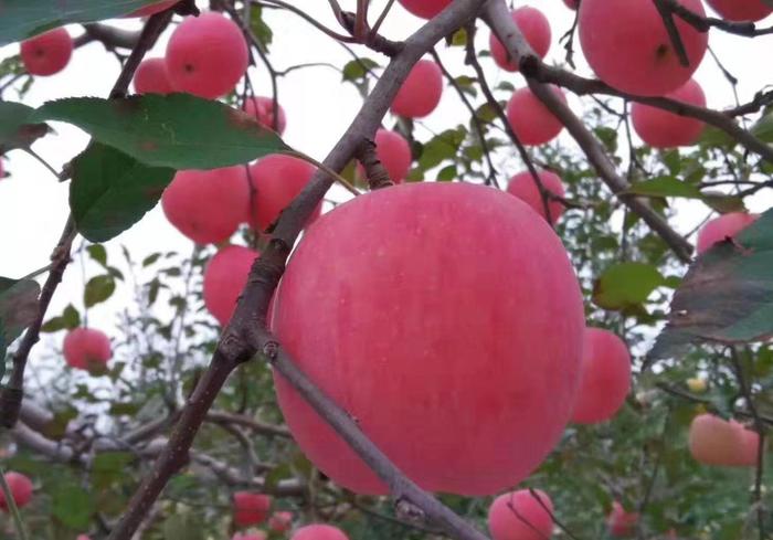 洛川苹果甲天下，有网友说洛川苹果含糖量低不好吃？哪里好吃呢？
