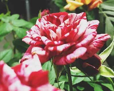 最新数据披露:海珠区大塘水会到底值不值得去?真实体验后我破防了