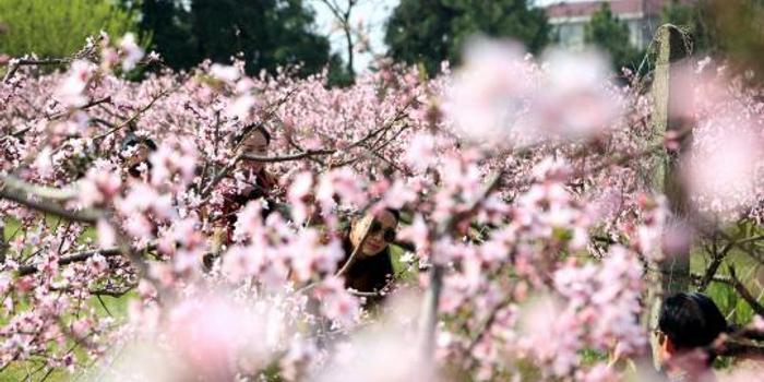 江西永修上千亩桃花盛放 游人徜徉花海