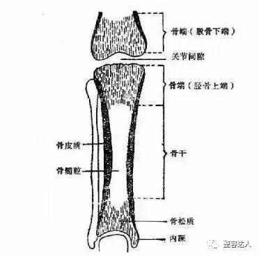 骨头