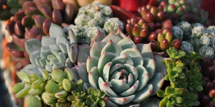 毒多肉内含毒品可致幻,海淘卖家明知禁止进