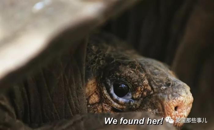 这巨龟消失了一个世纪，终于有人在地狱般的群岛上，找到了它！