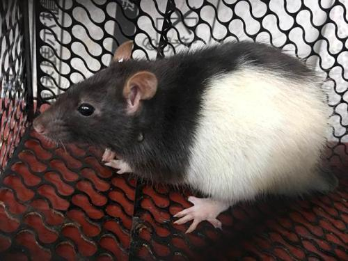 邱正雄捕获的黑白相间的大型鼠类。台湾《中时电子报》记者沈挥胜摄