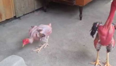 以色列无毛鸡真的全身没毛，产蛋能力比有毛鸡高20％！