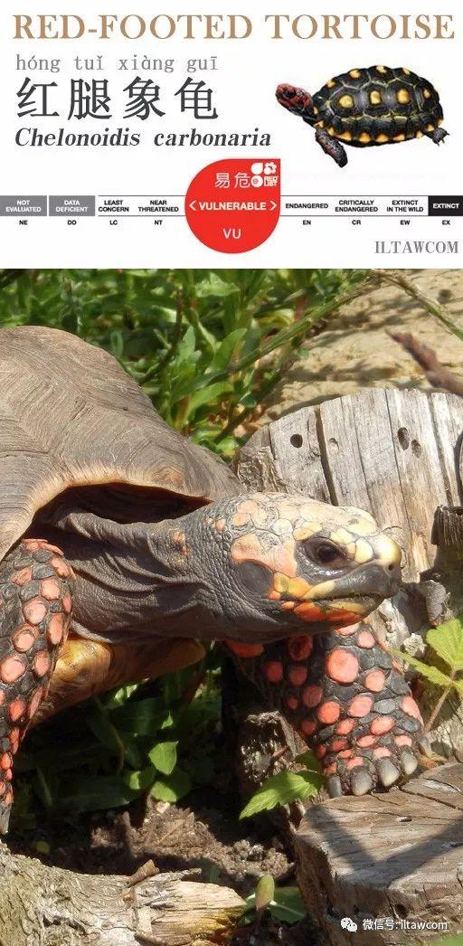 动物世界-红腿象龟