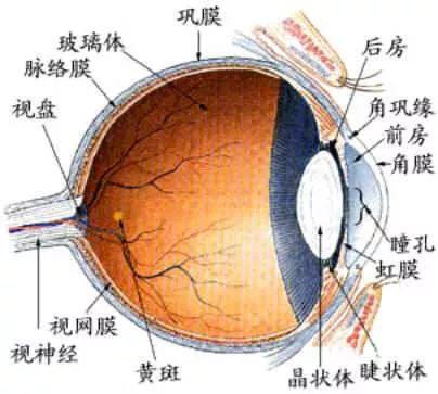 AB、戚薇眼睛变大不是靠比双眼皮开眼角还自然的眼睑下置，而是…