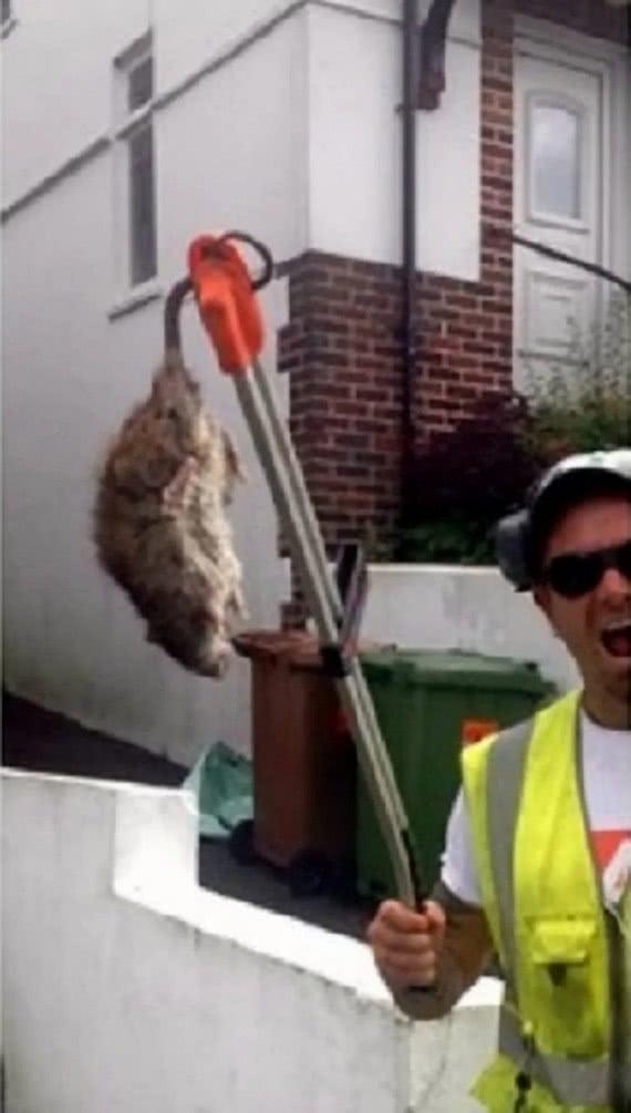 超大老鼠入侵英国多户家庭，可传播致命疾病并威胁建筑安全
