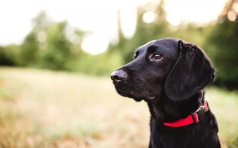 2323名狗主受罚！广州7月以来持续整治不文明养犬