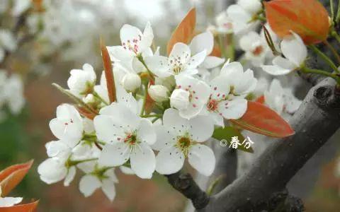 今日春分：正是一年最美时节，愿君莫负好时光