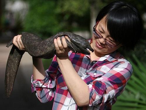 资料图:中科院昆明动物研究所研究员车静和中国大鲵 新华社发