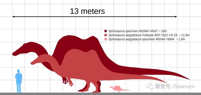 最大型的陆生肉食性恐龙之一棘龙